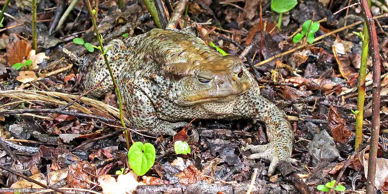 Bufonidae da determinare. - Bufo bufo